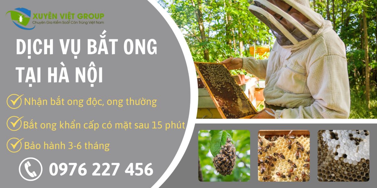 Dịch vụ bắt ong tại Hà Nội