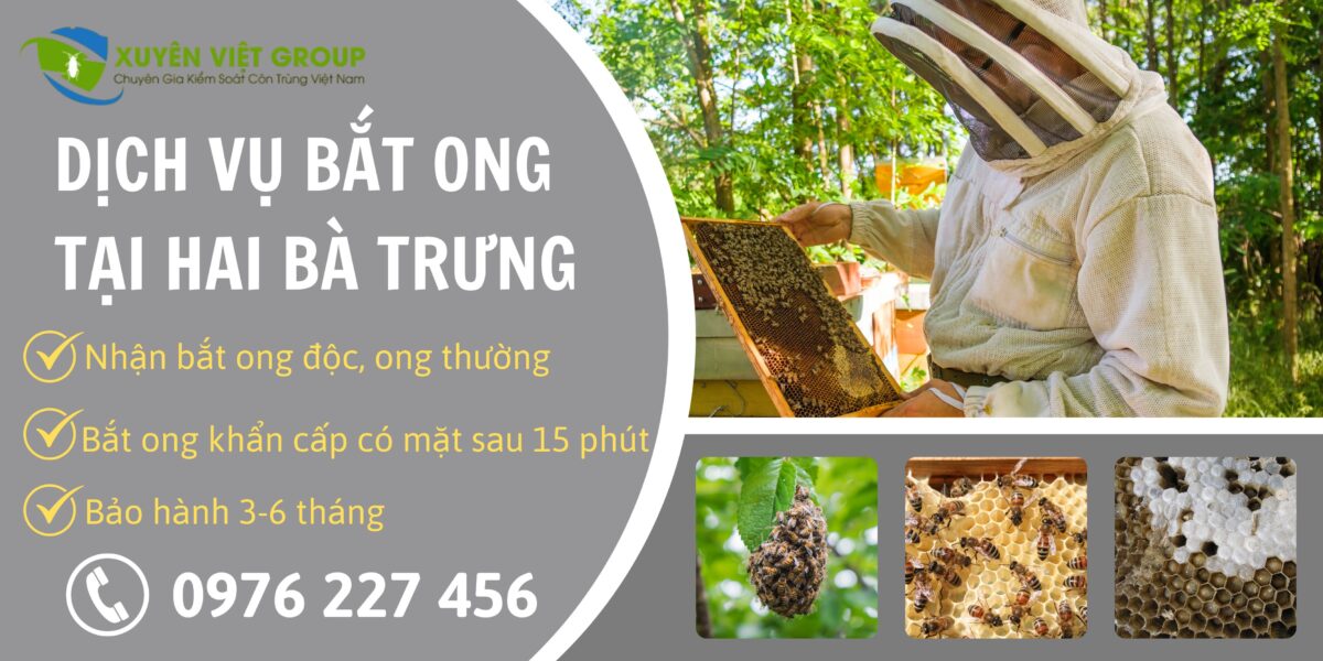 Dịch vụ bắt ong tại Hai Bà Trưng
