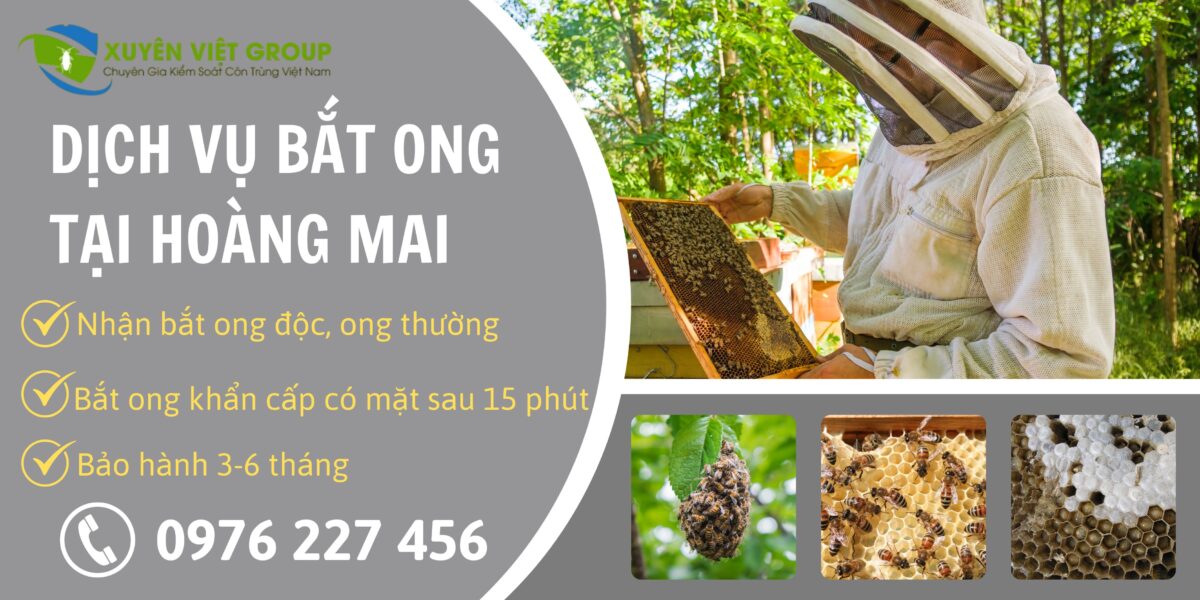 Dịch vụ bắt ong tại Hoàng Mai
