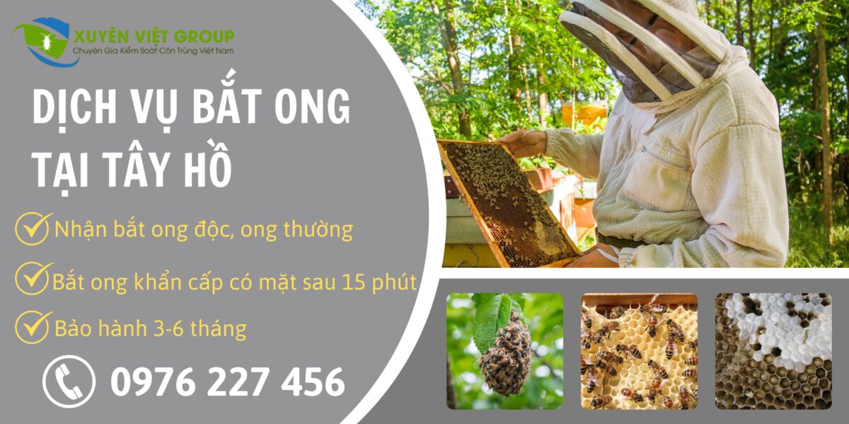 Dịch vụ bắt ong tại Tây Hồ