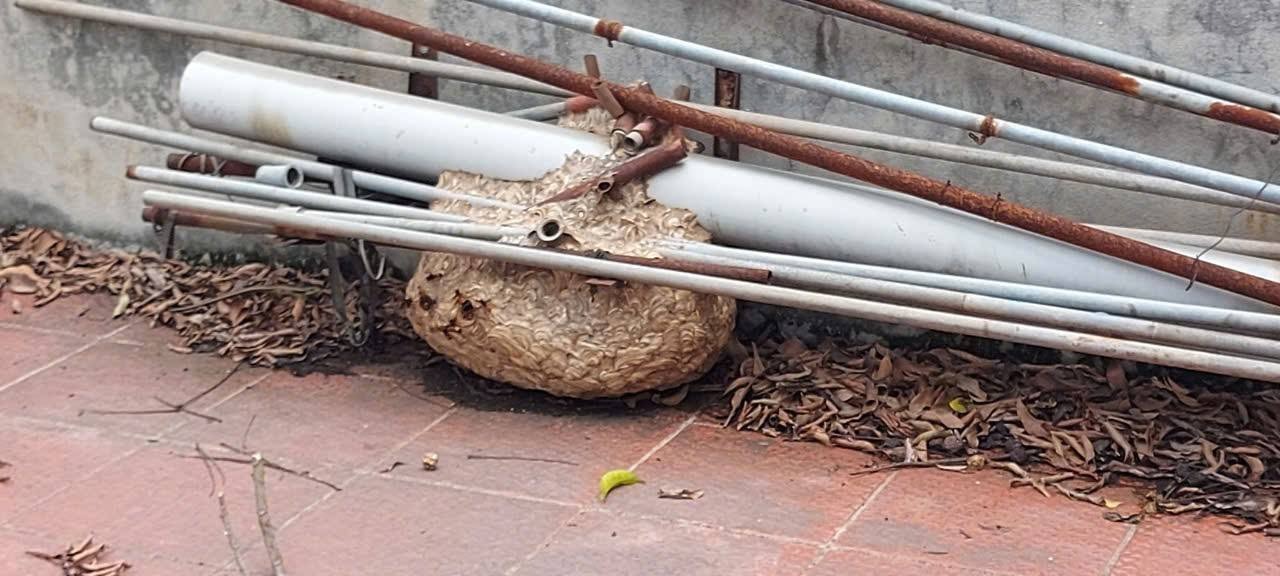 Bắt ong tại Hà Nội – Xuyên Việt Group xử lý tổ ong an toàn