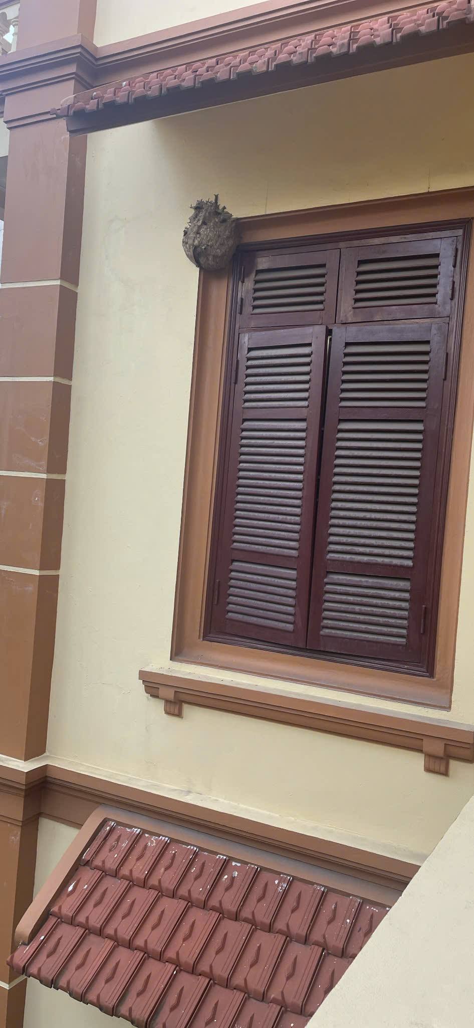 Dịch vụ bắt ong, diệt ong độc tại nhà Hà Nội chuyên nghiệp của Xuyên Việt Group