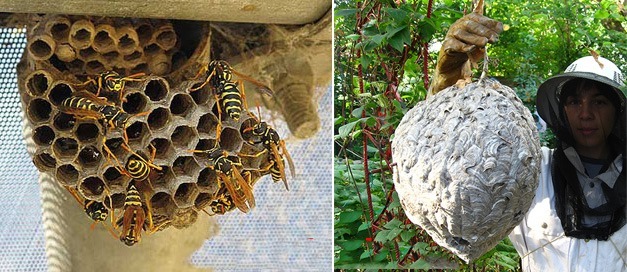 Thợ bắt ong chuyên nghiệp tại Hà Nội – xử lý nhanh 24/7