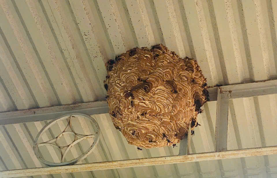 Cam kết bắt ong trên mái tôn Hà Đông an toàn, không lo ong tấn công