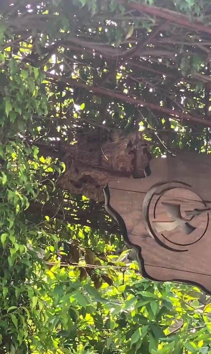 Bắt ong tại nhà an toàn, bảo hành 3-6 tháng tại Xuyên Việt Group