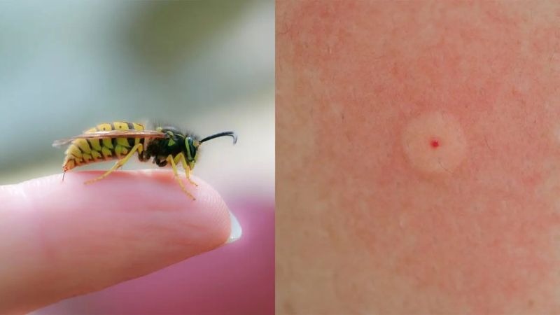 Tự bắt ong khi không có đồ bảo hộ và kinh nghiệm có thể sẽ bị ong tấn công