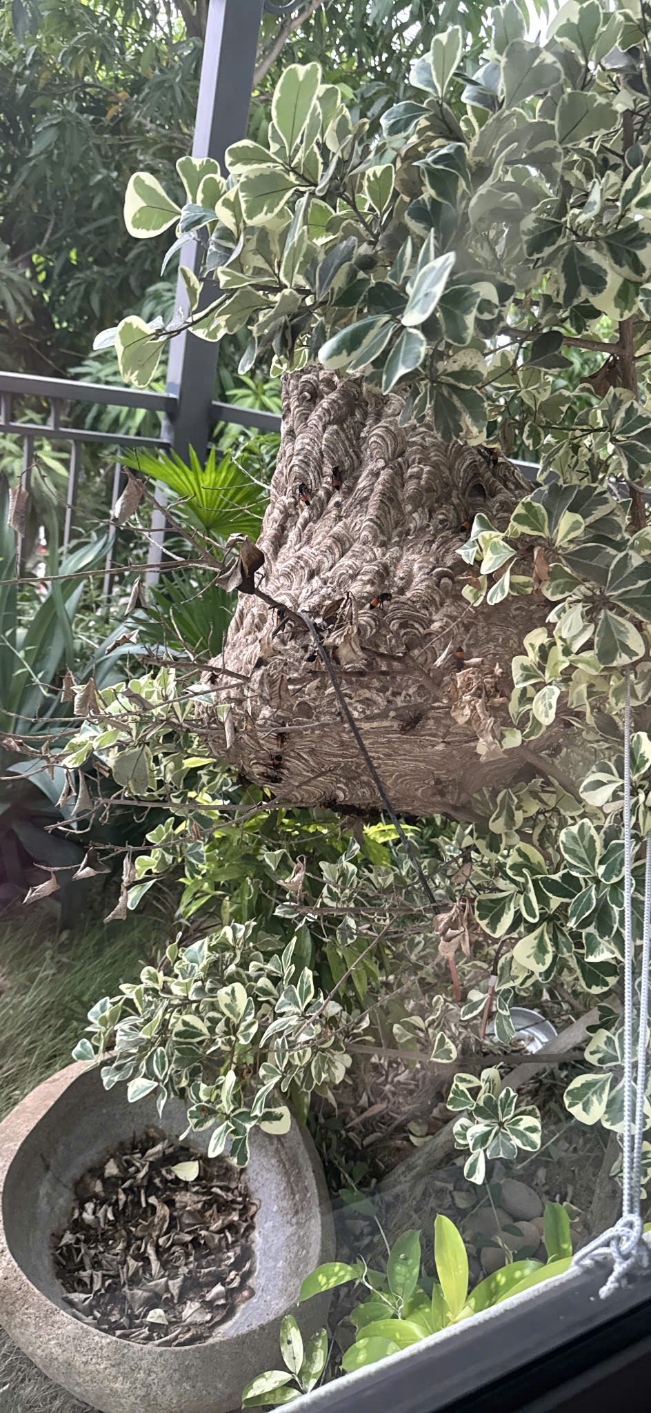 Bắt tổ ong lớn tại nhà Hoài Đức