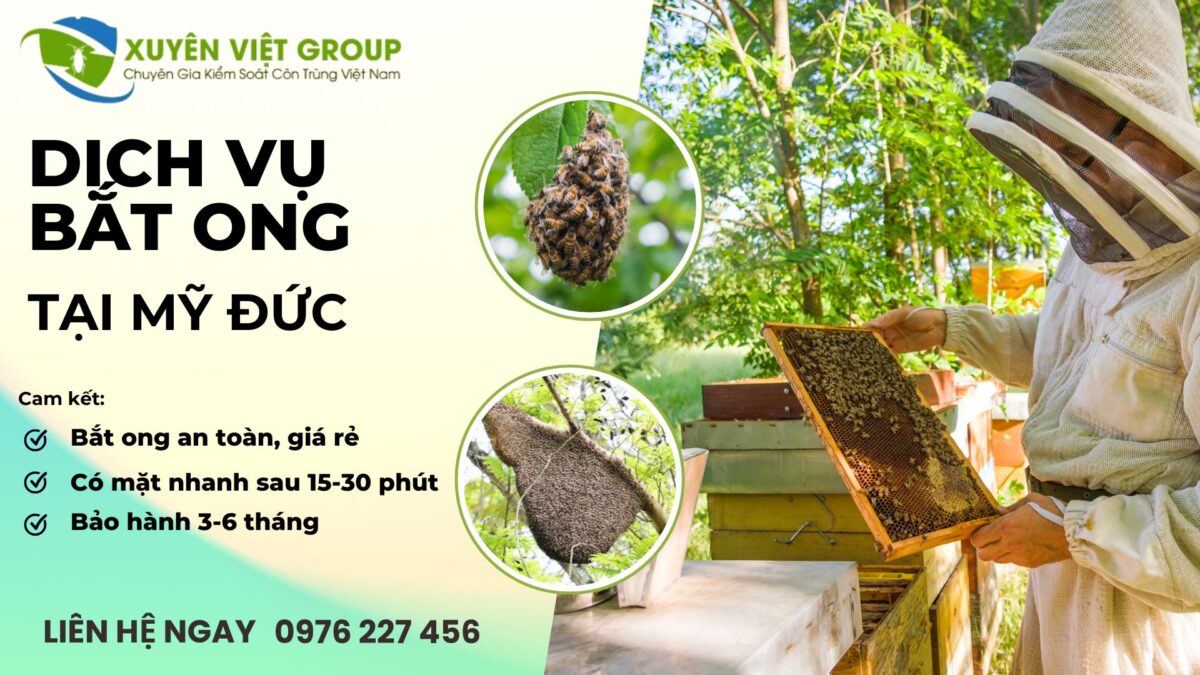 Dịch vụ bắt ong tại Mỹ Đức