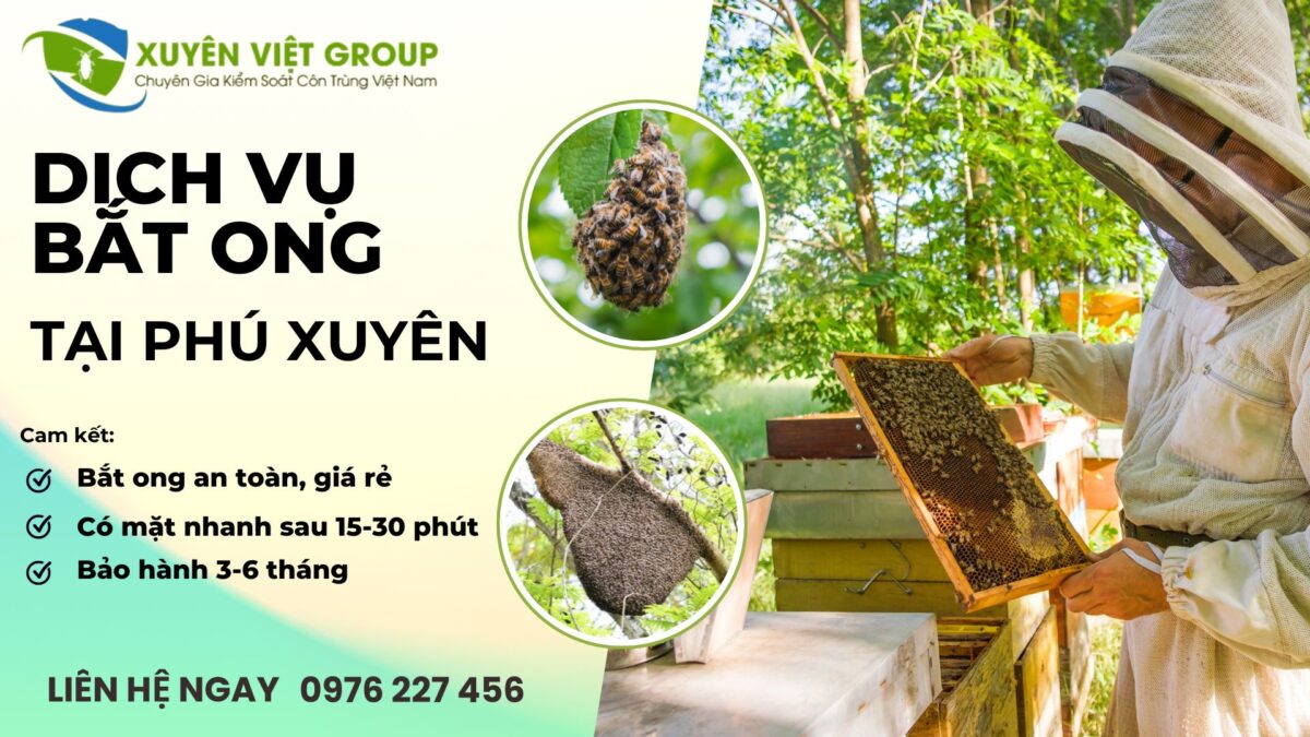 Dịch vụ bắt ong tại Phú Xuyên