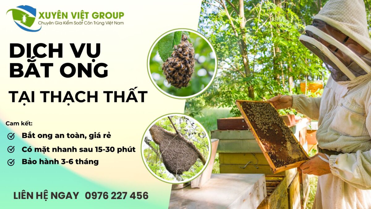 Dịch vụ bắt ong tại Thạch Thất