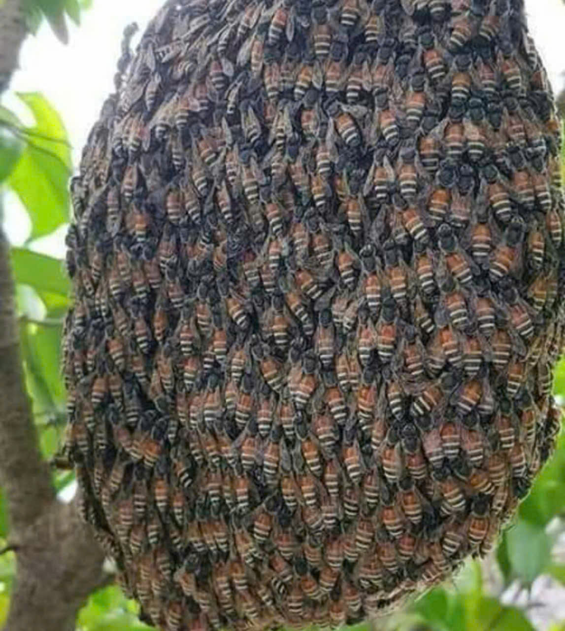 Kiểm soát ong không quay lại tại Quốc Oai