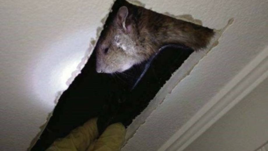 Chuột cắn phá trong trần thạch cao