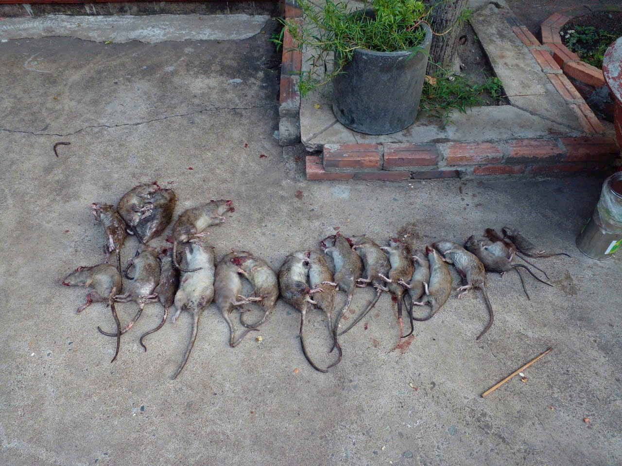 Diệt chuột tại Hà Nội hiệu quả, không ảnh hưởng sinh hoạt gia đình