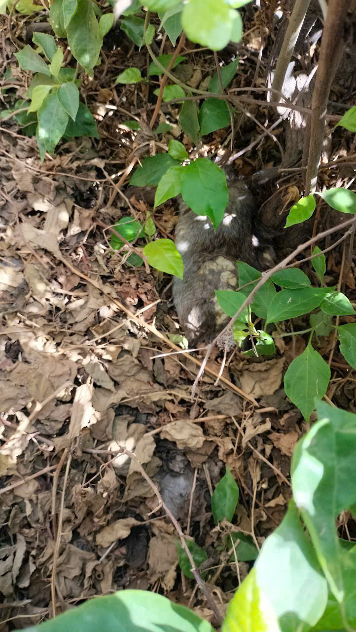 Diệt chuột tại nhà ở Thanh Xuân tận gốc