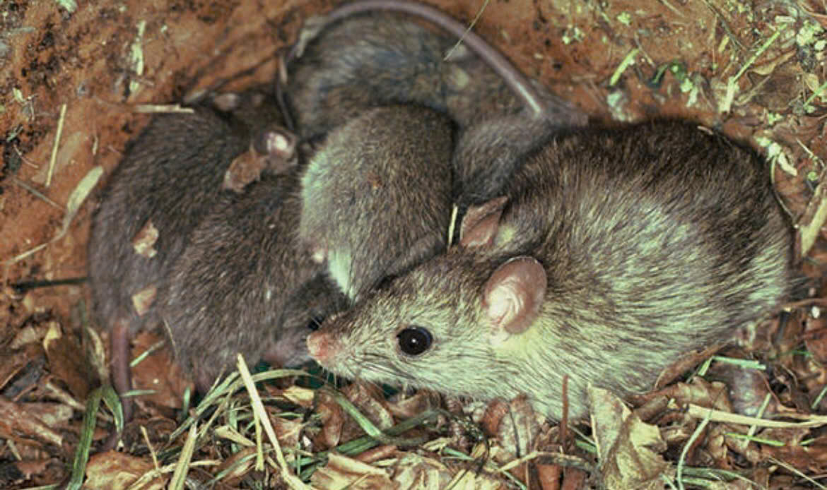 Dịch vụ diệt chuột tại Long Biên uy tín Xuyên Việt Group