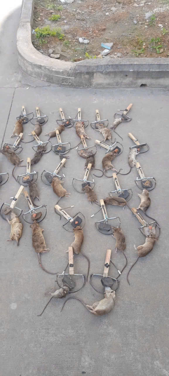 Dịch vụ diệt chuột tại Ba Đình tận gốc không tái phát