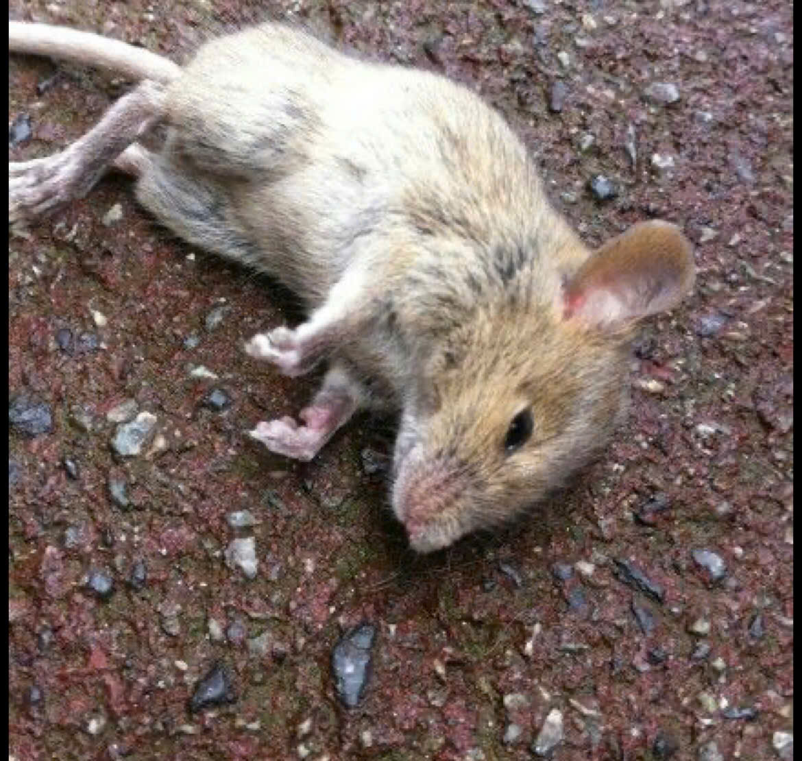 Chuột xuất hiện trong nhà gây mất vệ sinh và cắn phá đồ đạc