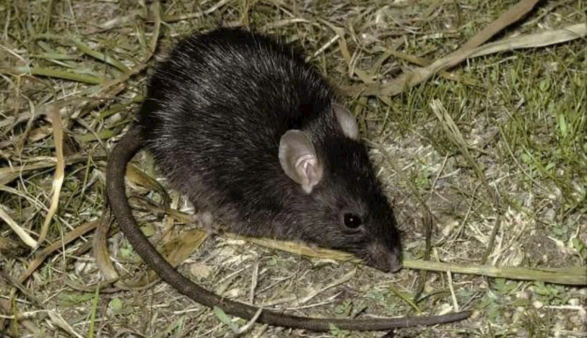 Diệt chuột tại Đống Đa triệt để hiệu quả