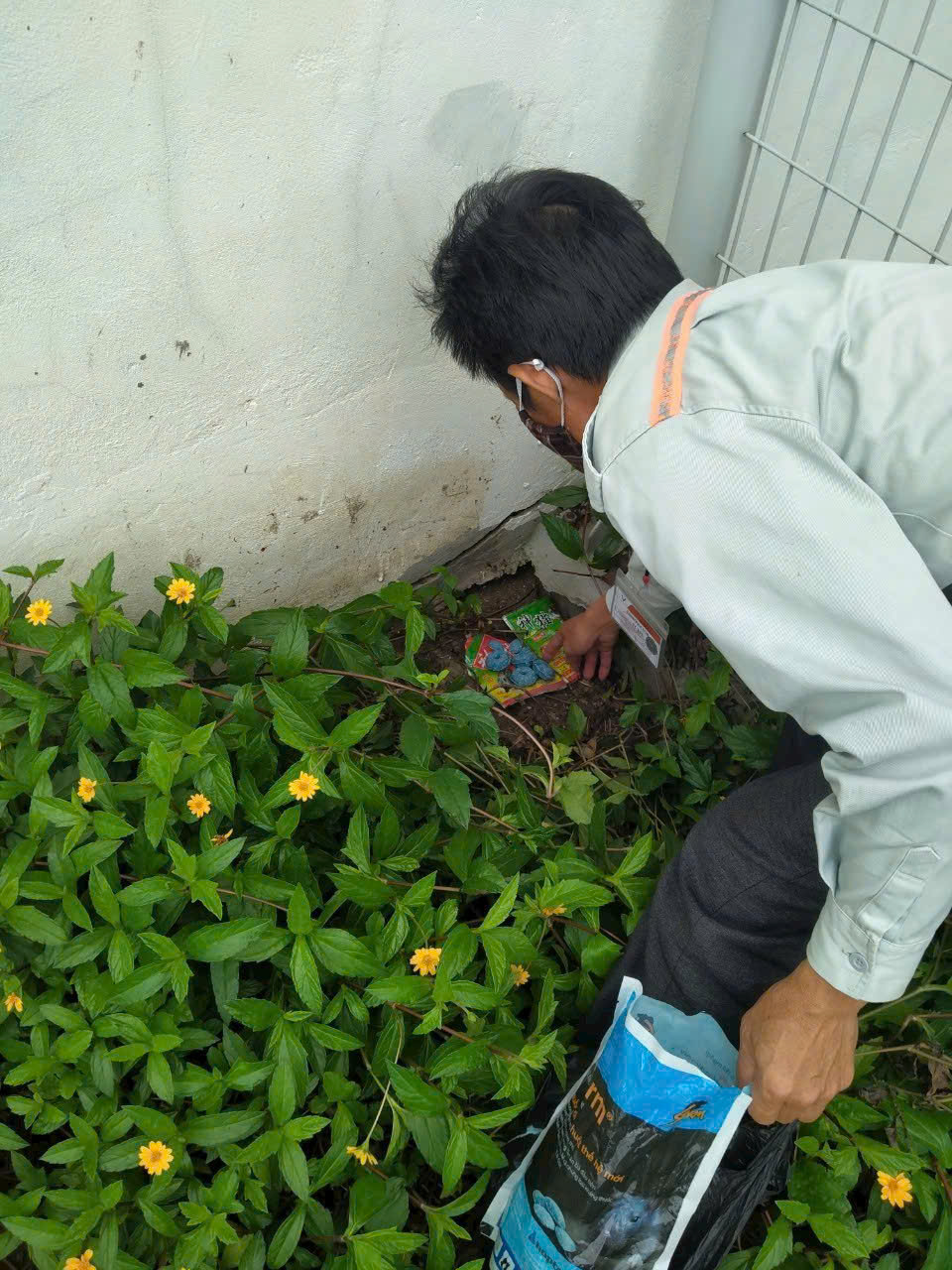 Xuyên Việt Grouo rắc bả diệt chuột sinh học để diệt chuột tận gốc triệt để tại Hà Nội