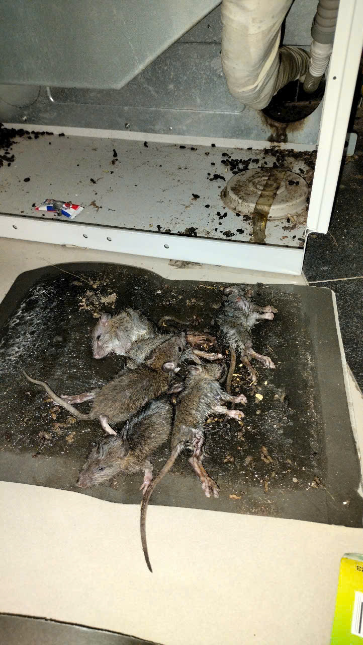 Diệt chuột cho quán ăn, nhà hàng tại Ba Đình chuyên nghiệp