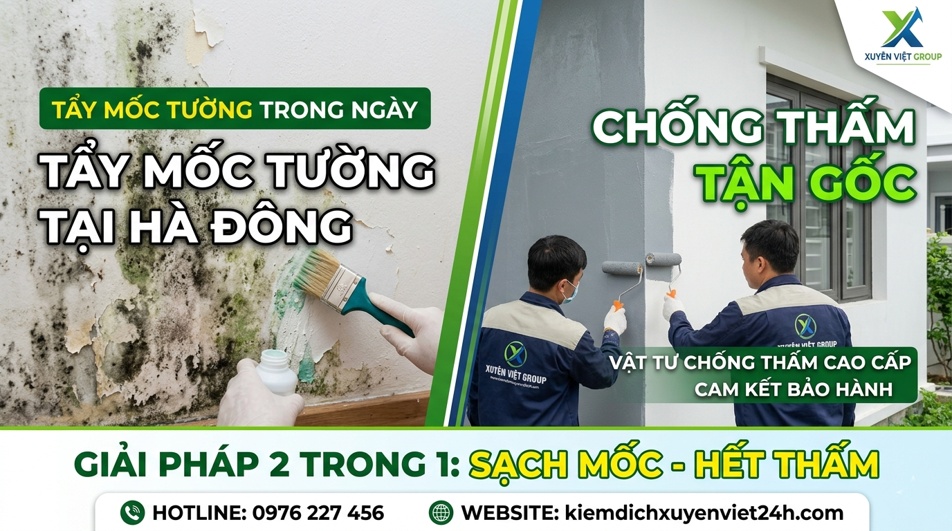 Tẩy Mốc Tường Tại Hà Đông